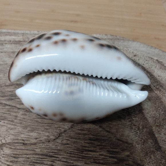 Shell 🐚 Mini - Picture 2 of 4